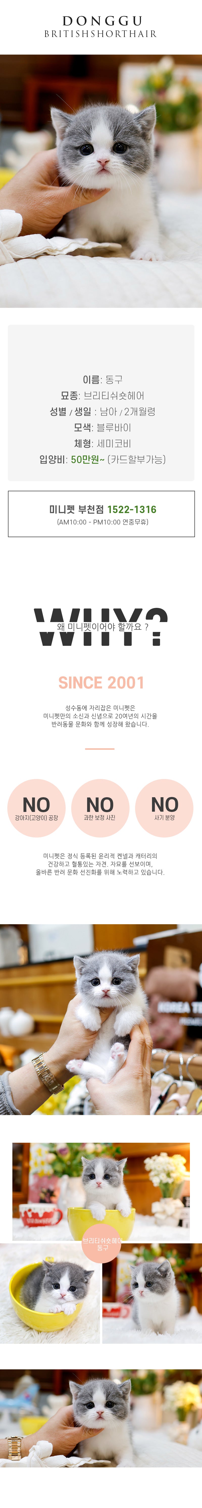브리티쉬숏헤어 - 동구 (남아)