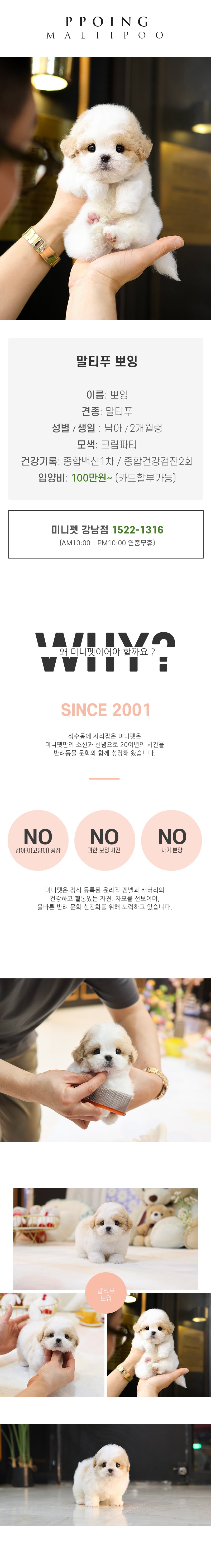 말티푸 - 뽀잉 (남아)