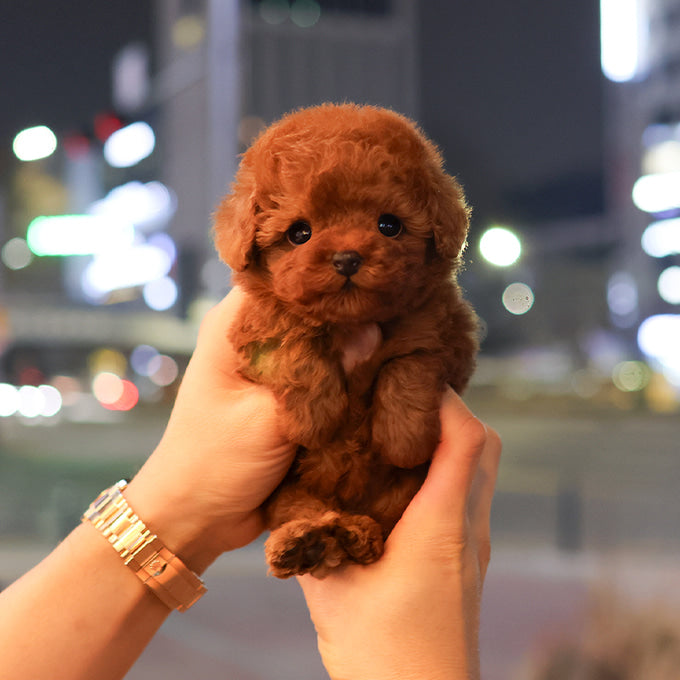 푸들 - 애순 (여아)