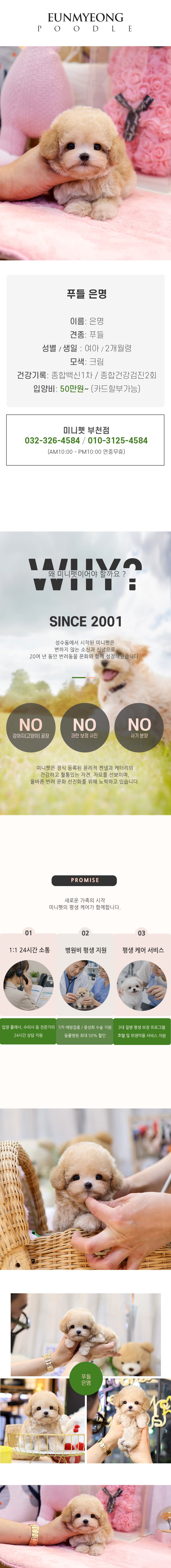 푸들 - 은명 (여아)