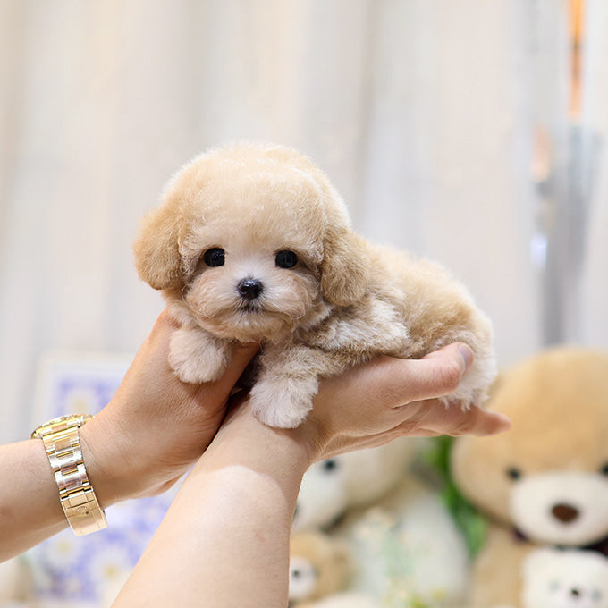 푸들 - 은명 (여아)