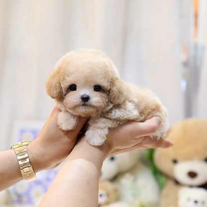 푸들 - 은명 (여아)