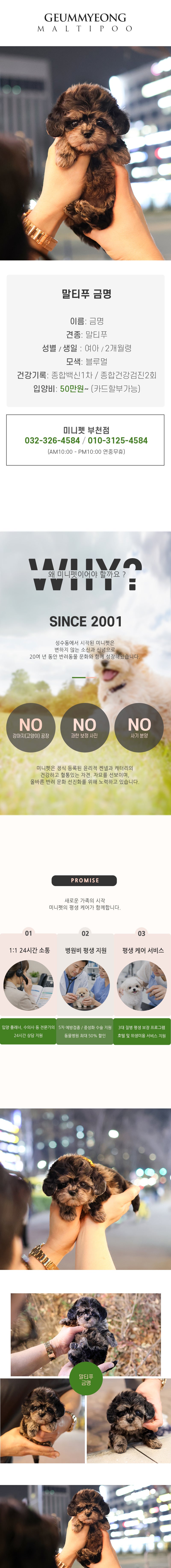 말티푸 - 금명 (여아)