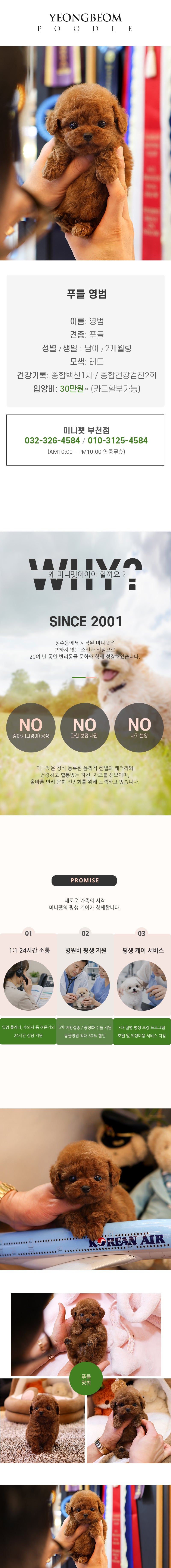 푸들 - 영범 (남아)