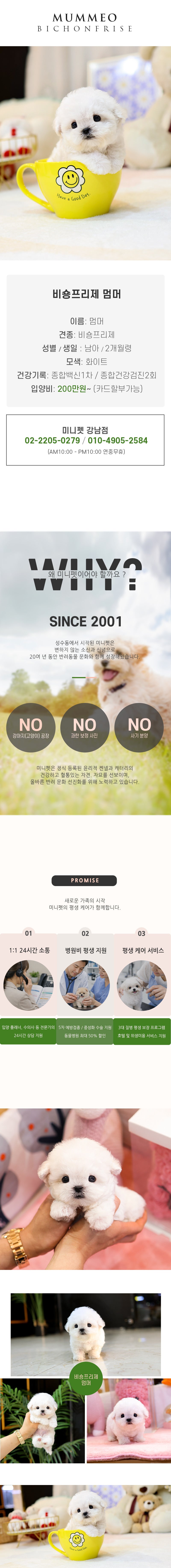 비숑프리제 - 멈머 (남아)