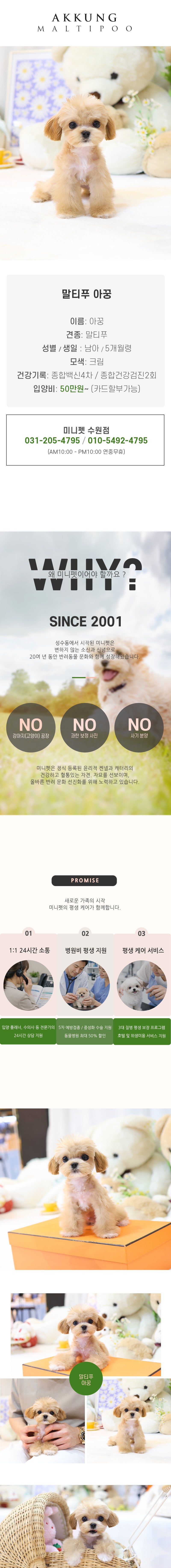 말티푸 - 아꿍 (남아)