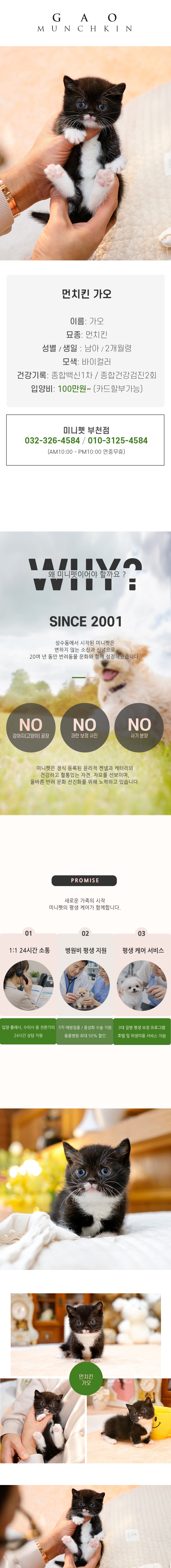 먼치킨-가오(남아)