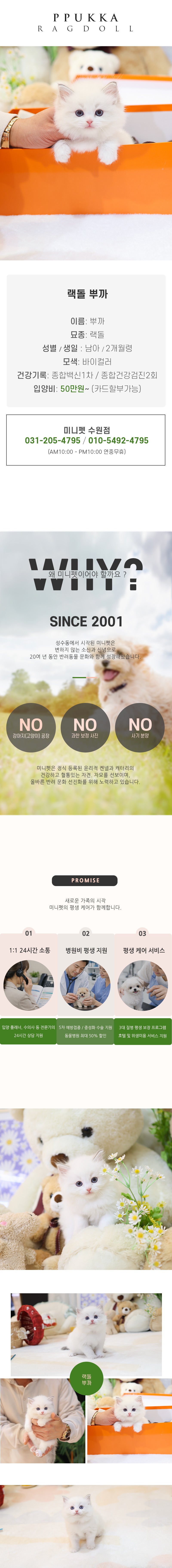 랙돌 - 뿌까 (남아)