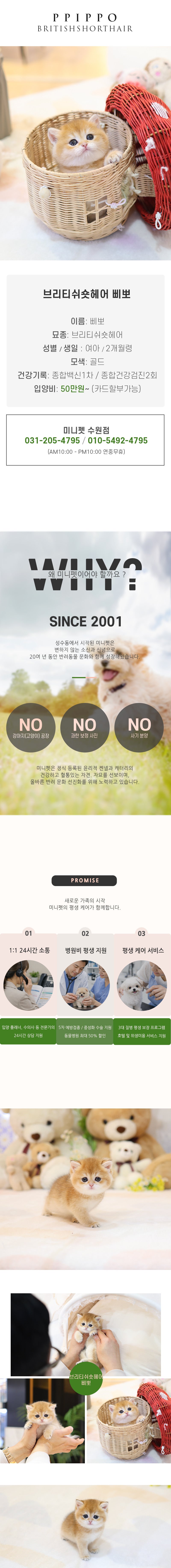 브리티쉬 숏헤어 - 삐뽀 (여아)
