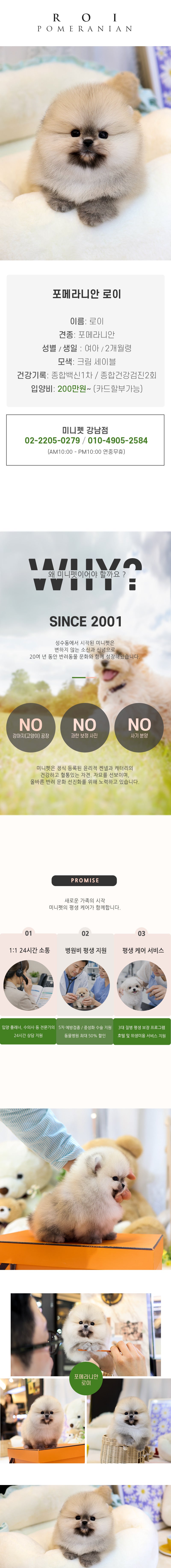 포메라니안 - 로이 (여아)