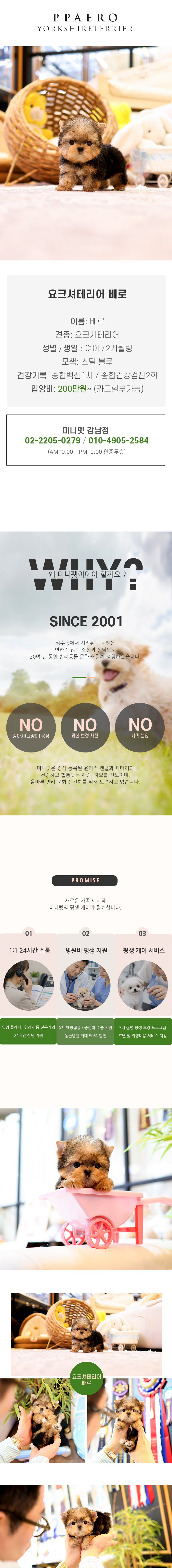 요크셔테리어 - 빼로 (여아)