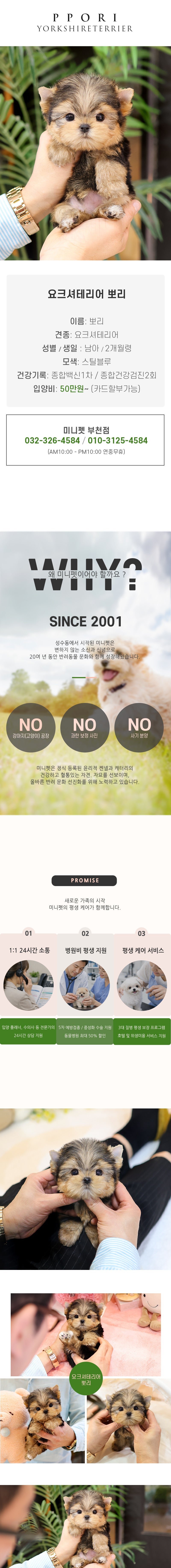 요크셔테리어 - 뽀리(남아)