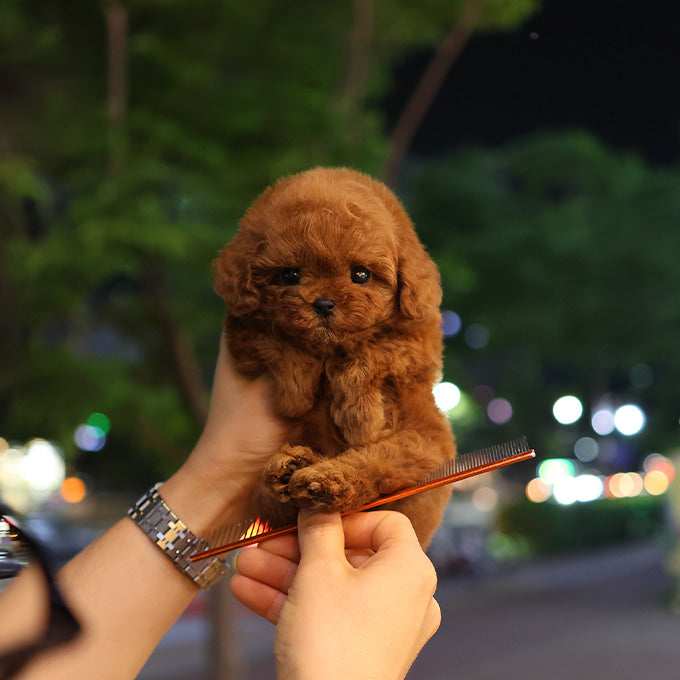 푸들 - 치피 (남아)