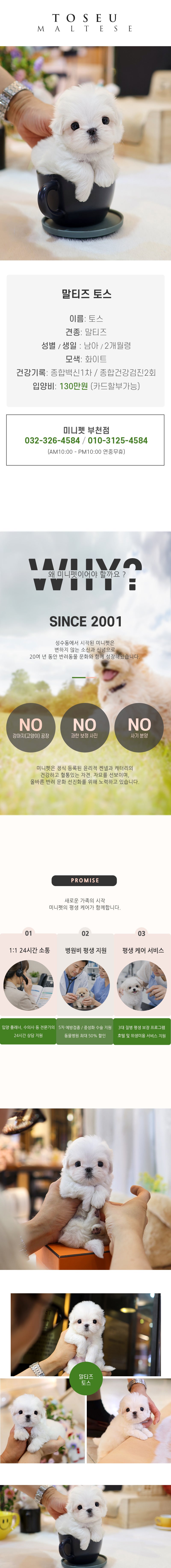 말티즈 - 토스 (남아)