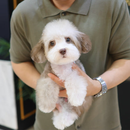 푸들 - 마카오 (남아)