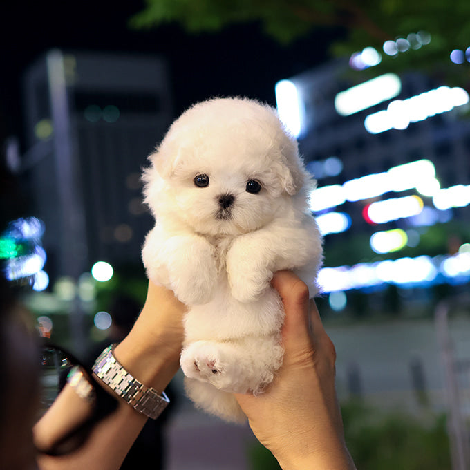 비숑프리제 - 포근 (여아)