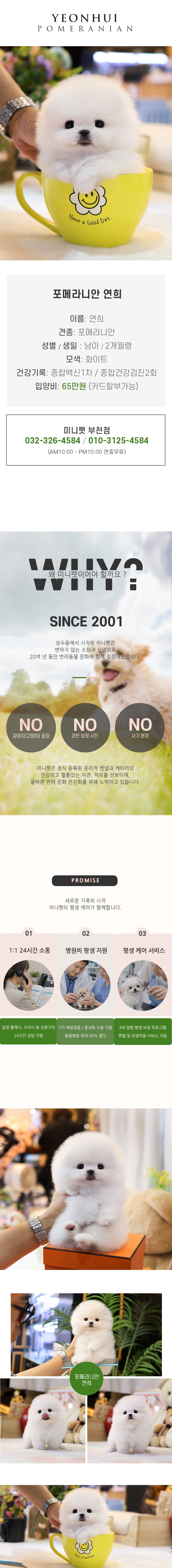 포메라니안 - 연희(남아)