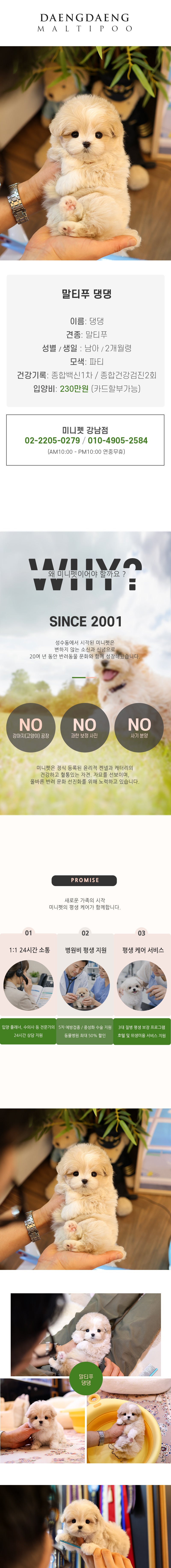 말티푸 - 댕댕 (남아)