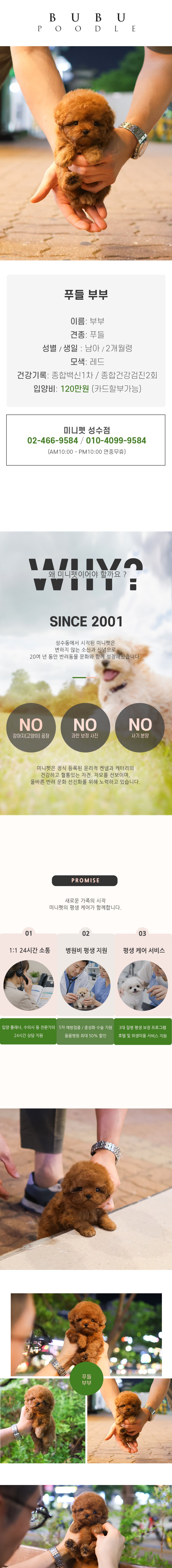 푸들 - 부부 (남아)