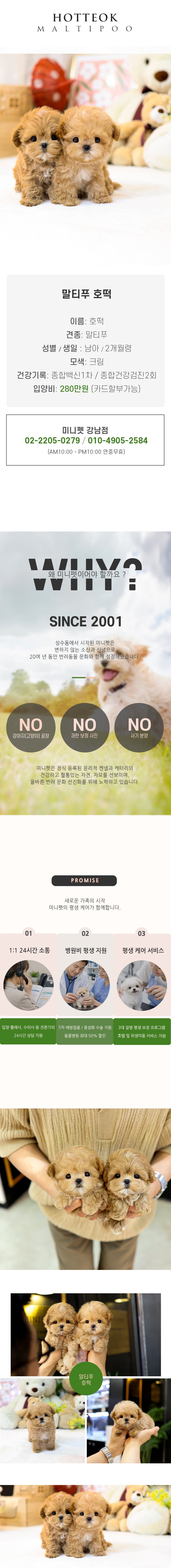 말티푸 - 호떡 (남아)