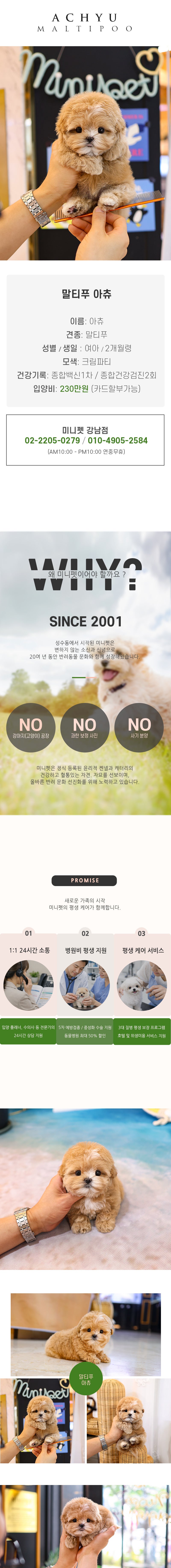 말티푸 - 아츄 (여아)