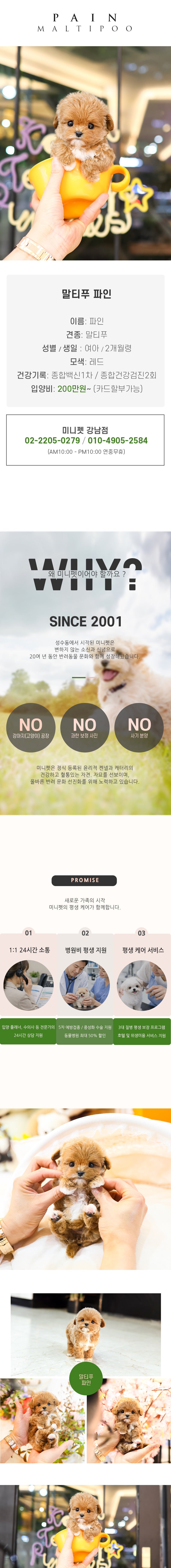 말티푸 - 파인 (여아)