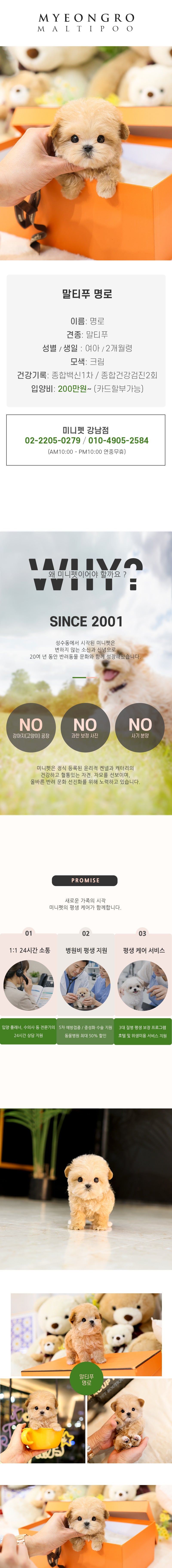 말티푸 - 명로 (여아)