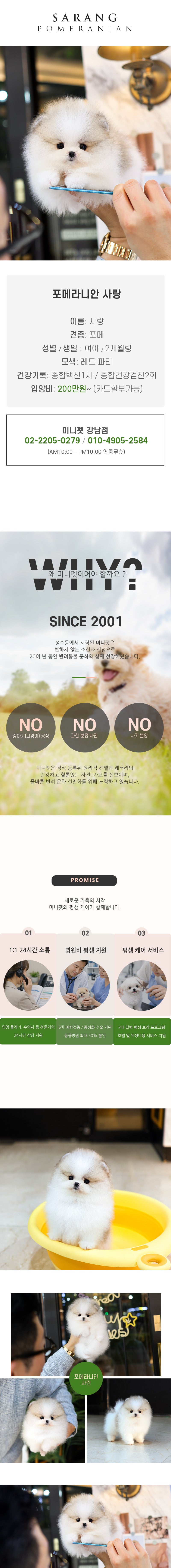 포메라니안 - 사랑 (여아)