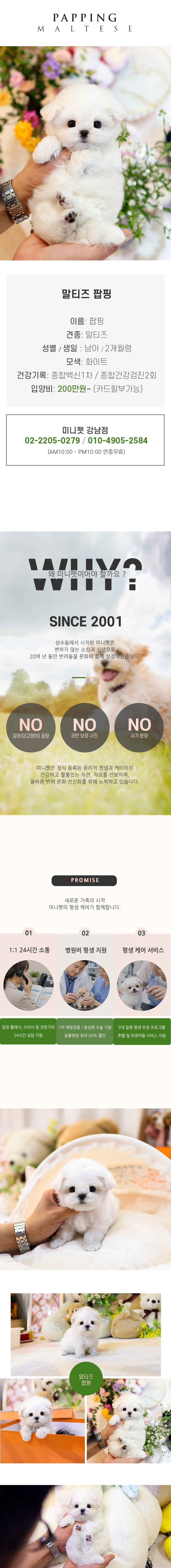 말티즈 - 팝핑 (남아)
