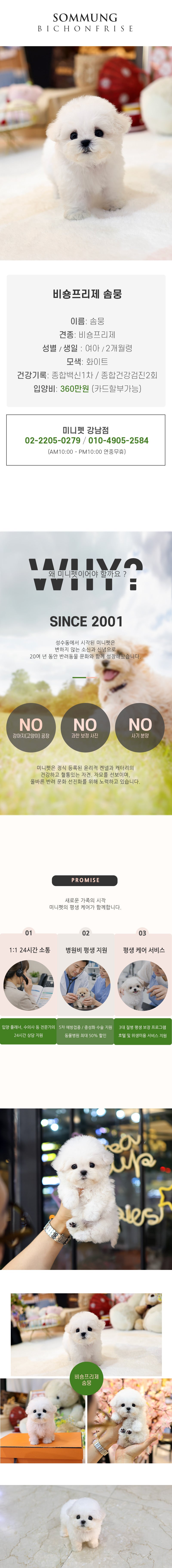 비숑프리제 - 솜뭉 (여아)