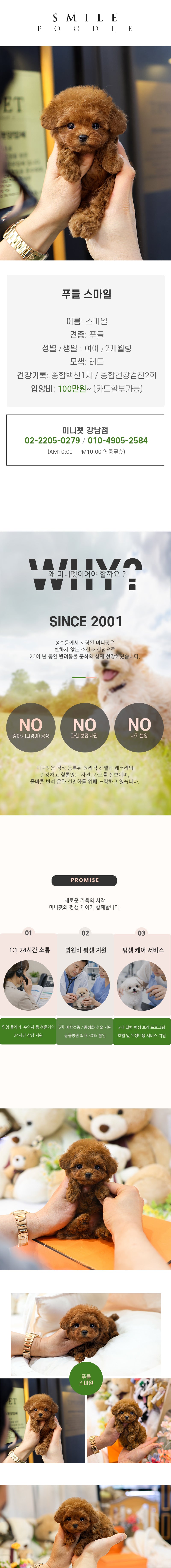 푸들 - 스마일 (여아)