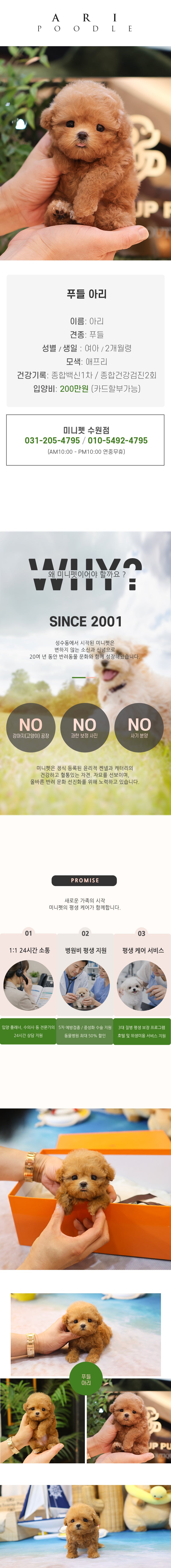 푸들 - 아리 (여아)