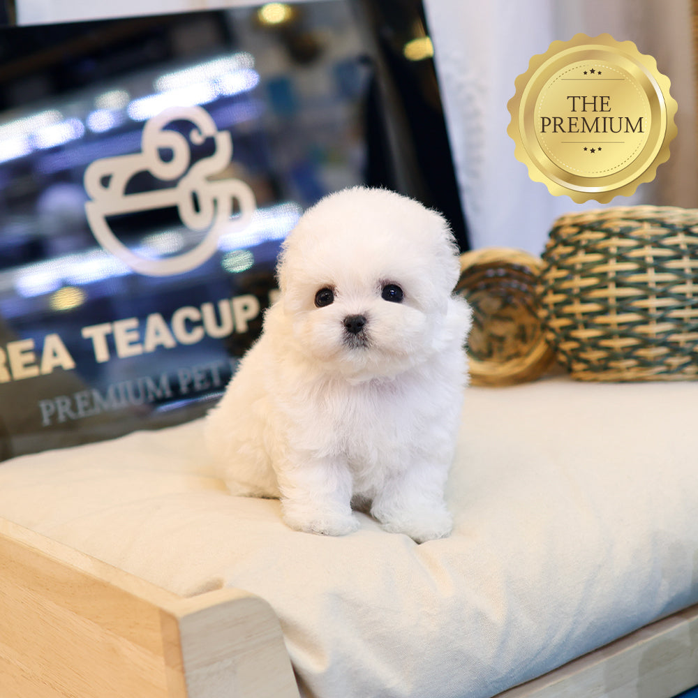 비숑프리제 - 포송 (여아)