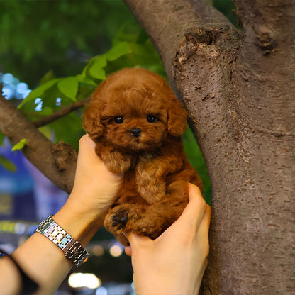푸들 - 치피 (남아)
