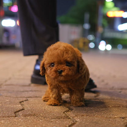 푸들 - 치피 (남아)