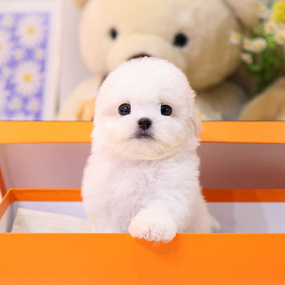 비숑프리제 - 말랑 (남아)