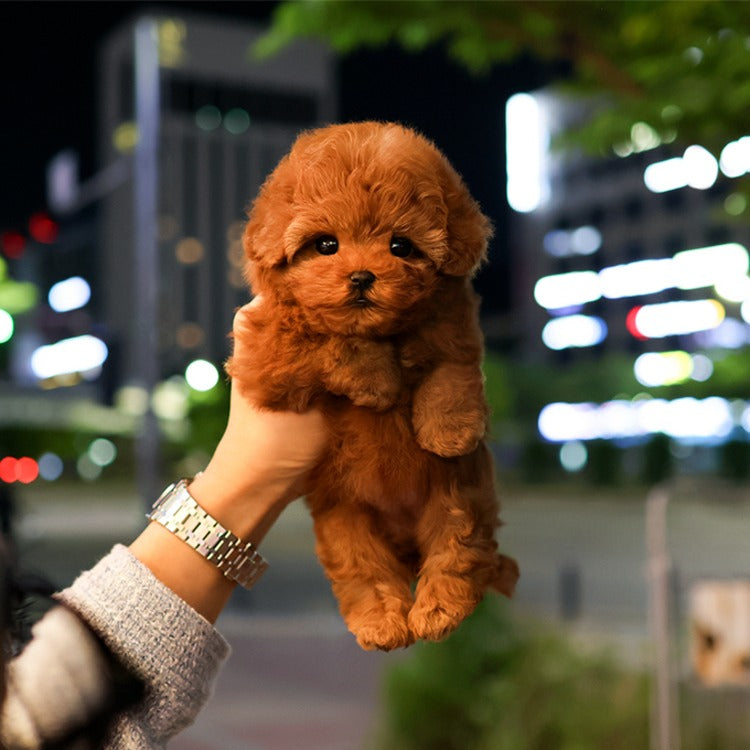 푸들 - 뮤직 (여아)