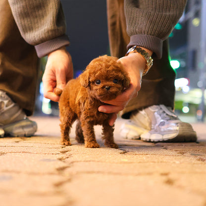 푸들 - 치치 (남아)