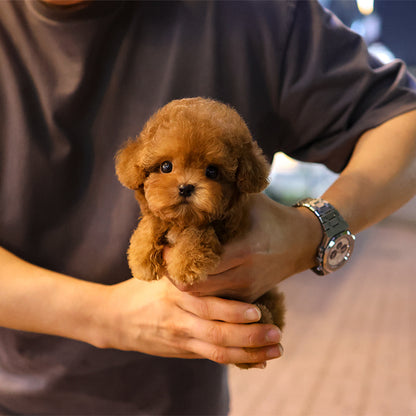 푸들 - 수정 (여아)