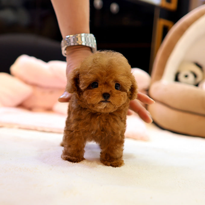 푸들 - 씨앗 (남아)