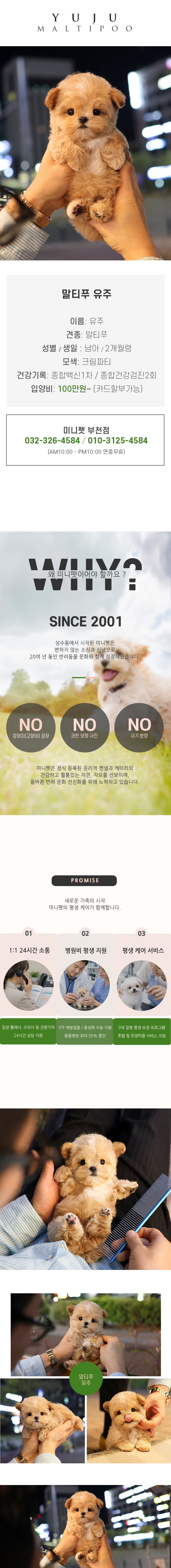 말티푸 - 유주 (남아)