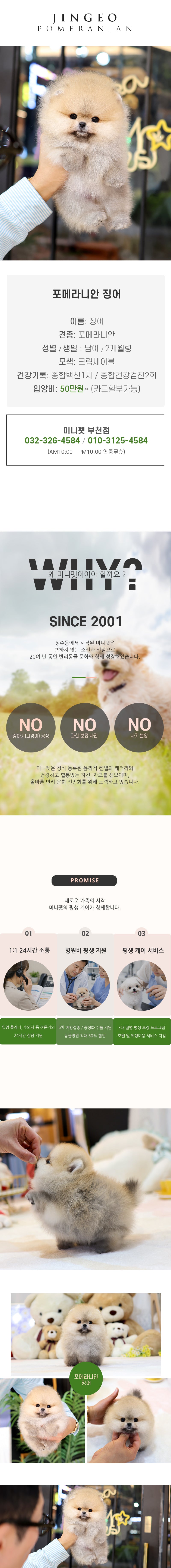 포메라니안 - 징어 (남아)