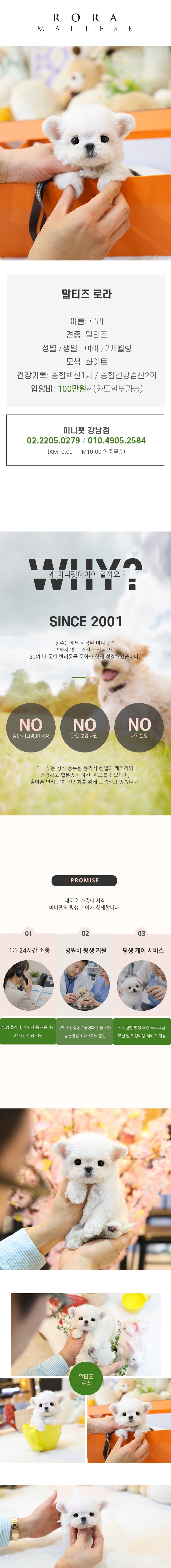 말티즈 - 로라 (여아)