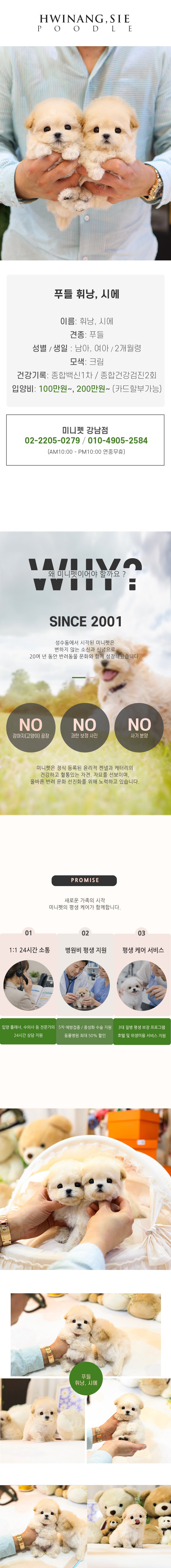 푸들 - 휘낭,시에 (남아,여아)