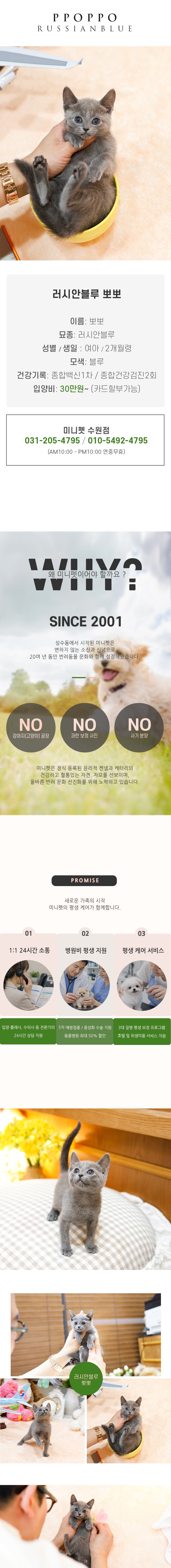 러시안블루 - 뽀뽀 (남아)