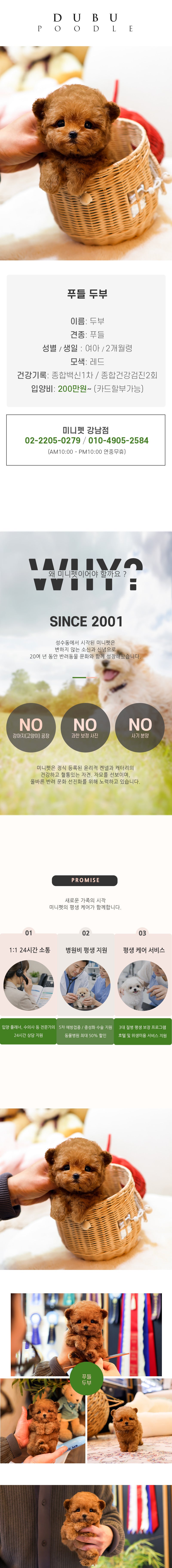 푸들 - 두부 (여아)