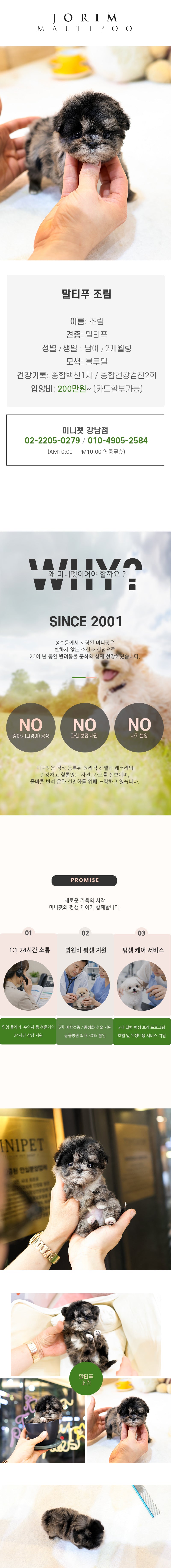 말티푸 - 조림 (남아)