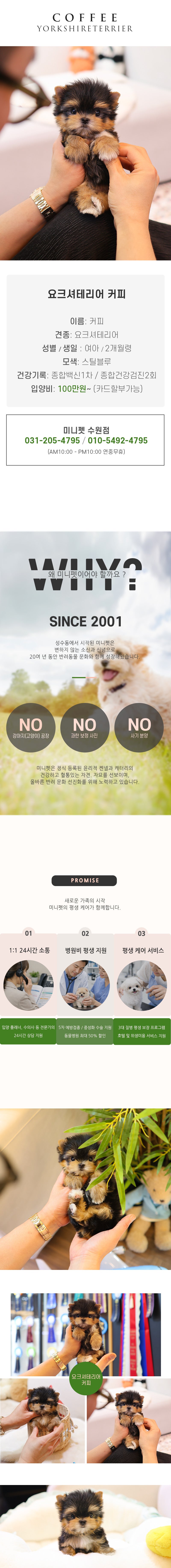 요크셔테리어 - 커피 (여아)