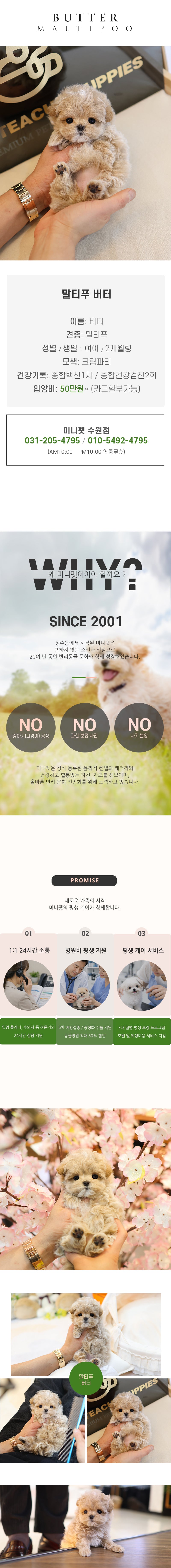 말티푸 - 버터 (여아)