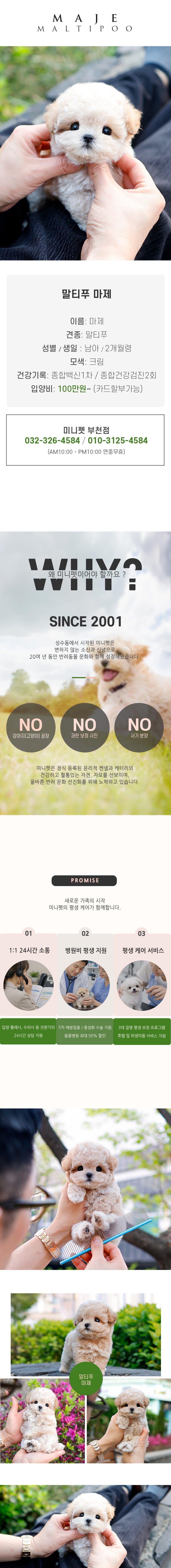 말티푸 - 마제 (남아)